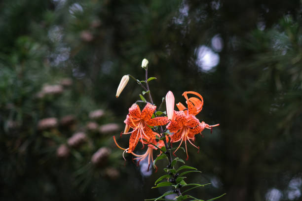 istock A tiger lily in a garden 1410328861