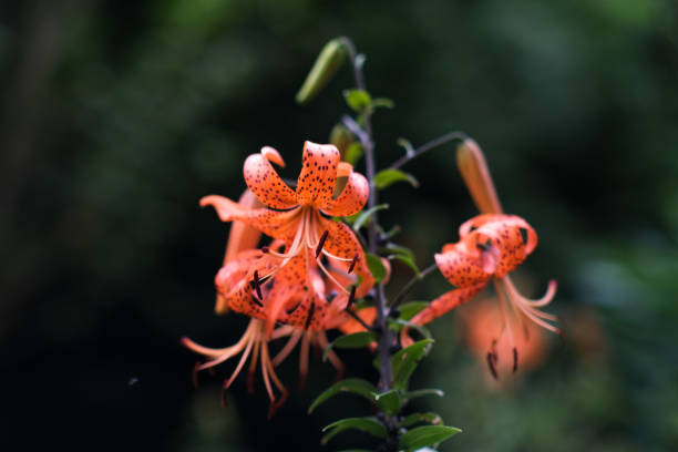 istock A tiger lily in a garden 1410328874