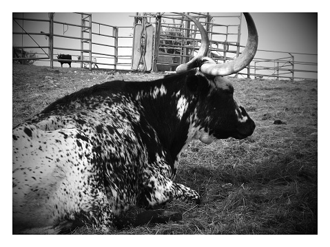 Longhorn steer laying in hay on farm