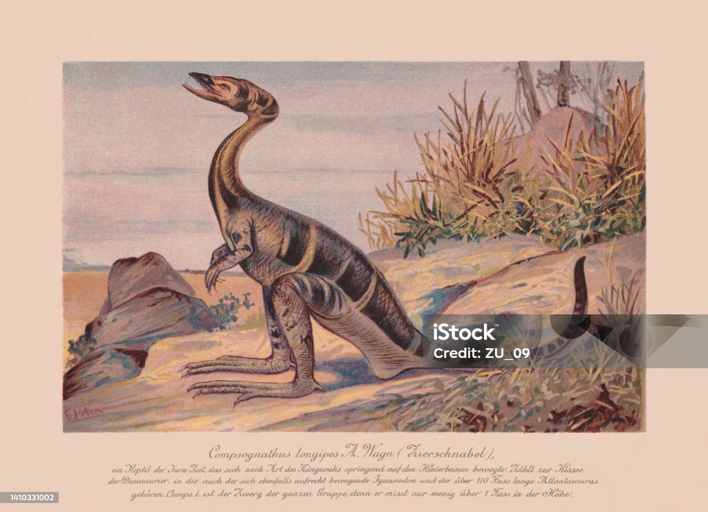 Compsognathus longipes, 後期ジュラ紀, クロモリトグラフ, 1900年出版 - イラスト素材...