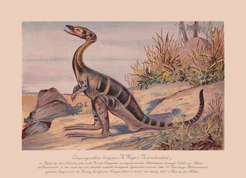 Compsognathus longipes - a genus of small, bipedal, carnivorous theropod dinosaur during the Tithonian age of the late Jurassic period, in what is now Europe. Compsognathus longipes could grow to around the size of a turkey. Compsognathus longipes Chromolithograph after a drawing by F. John, published in 1900.