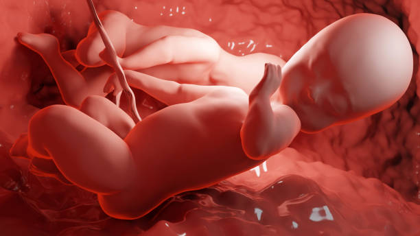 3d rendered medically accurate illustration of twins in the womb, Monozygotic twins in uterus with single placenta, Human twin fetuses, prenatal growing baby, pregnancy health and fetal, stock photo