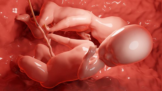 3d rendered medically accurate illustration of twins in the womb, Monozygotic twins in uterus with single placenta, Human twin fetuses, prenatal growing baby, pregnancy health and fetal,