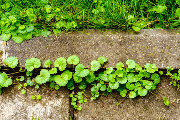 istock Weeds grow between the curb and paving stones. 1410331607
