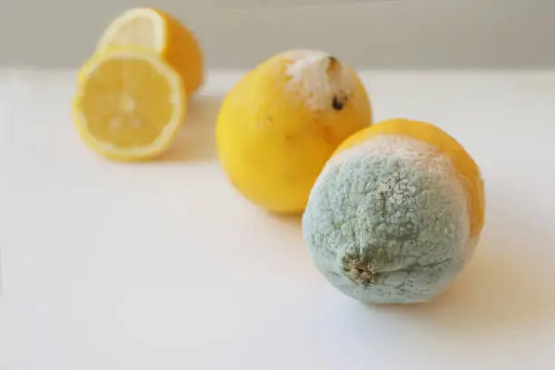 Photo of Two moldy lemons in varying degrees of spoilage. Lemons with mold and fresh lemon on a white background. Moldy lemon. Green moldy lemon. Spoiled lemon with mold. Selective focus