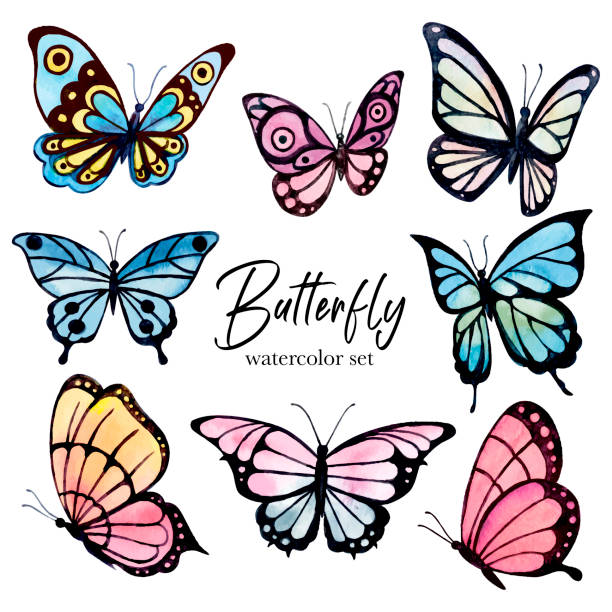 Colorful butterfly's watercolor set Colorful butterfly's watercolor set. Vector illustration butterfly purple blue isolated stock illustrations