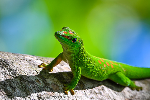 Phelsuma madagascariensis – gecko, Madagascar nature