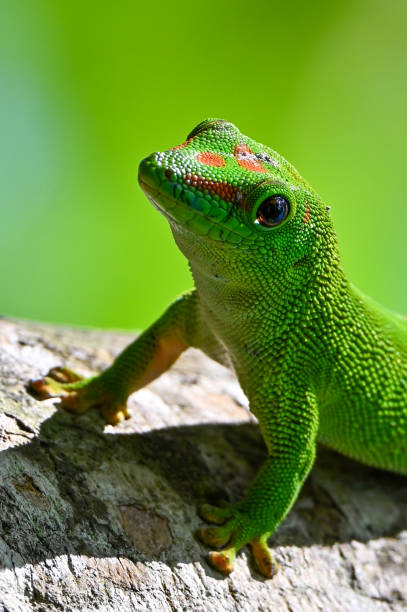 istock Phelsuma madagascariensis – gecko,Madagascar nature 1410333679