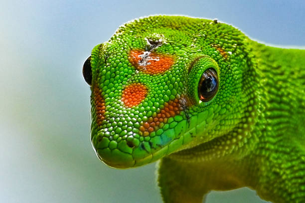 istock Phelsuma madagascariensis – gecko,Madagascar nature 1410333732