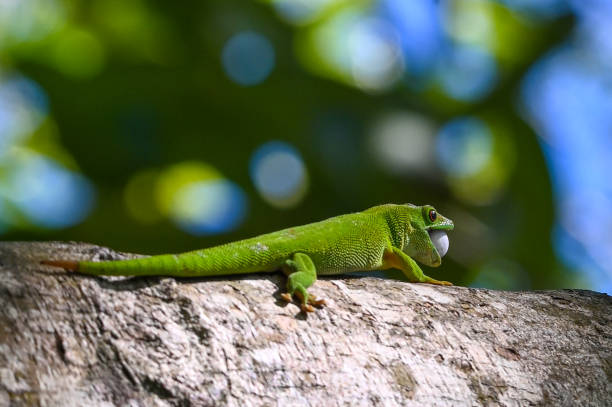 istock Phelsuma madagascariensis – gecko,Madagascar nature 1410333734