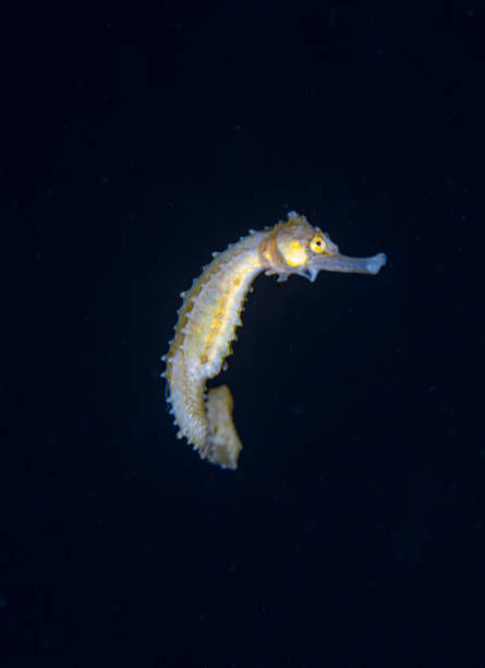 istock A seahorse at a blackwater dive in Anilao, Philippines 1410333793
