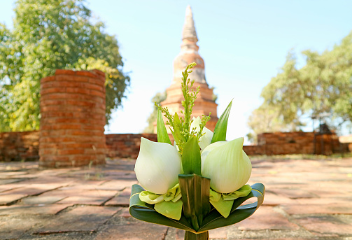 Closeup a Bouquet of Lotus Flowers for Offering with Blurry Old Pagoda of Wat Phra Ngam Temple Ruins in the Backdrop, Ayutthaya, Thailand
