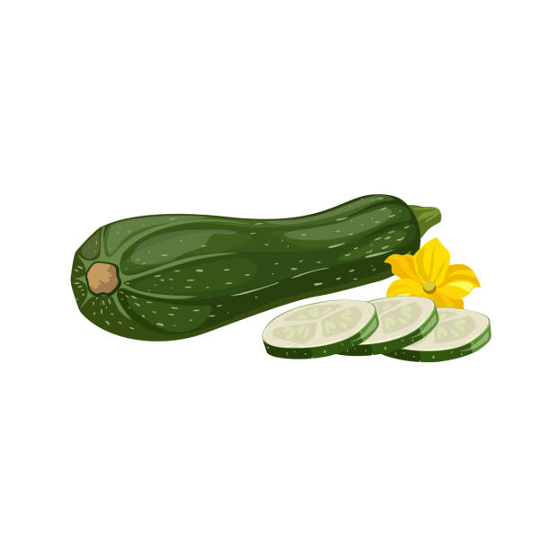 ilustraciones, imágenes clip art, dibujos animados e iconos de stock de juego de calabacín. verdura de calabacín entera, en rodajas, con flores. cultivar verduras frescas. ilustración vectorial aislada sobre fondo blanco. - zucchini