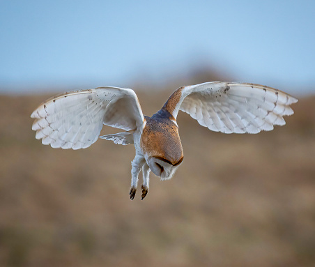 Barn owl looking for prey in the forest of Bowland