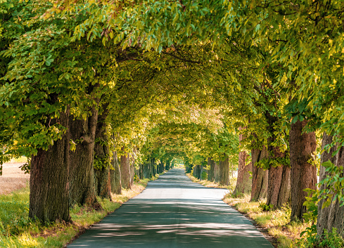 Treelined road at sunset in summer, Hungary, Europe