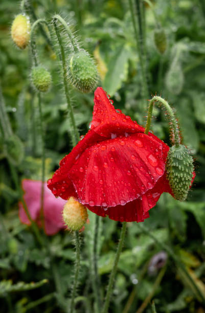 a red poppy flower wet after rain. - oriental poppy fotos imagens e fotografias de stock