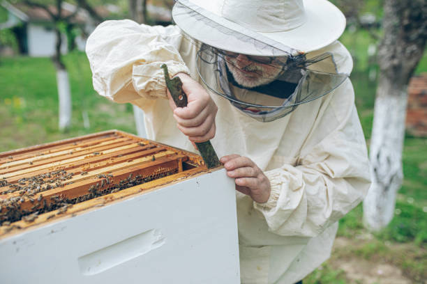 istock Beekeeper checking the honeycomb of a beehive 1410339526