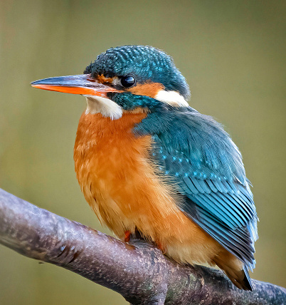 Kingfisher from The Ribble Valley