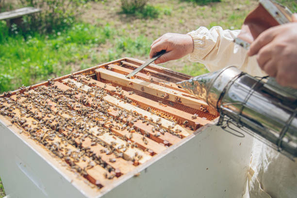 istock Beekeeper checking the honeycomb of a beehive 1410339583