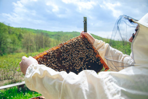 istock Beekeeper checking the honeycomb of a beehive 1410339604