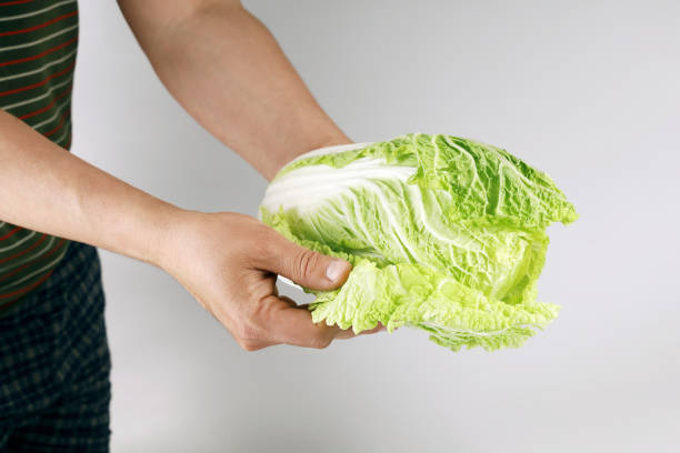 istock Hands hold fresh Chinese cabbage with green leaves 1410339912
