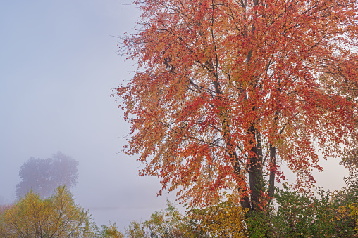 Autumn landscape of the shoreline of  Jackson Hole Lake in fog, Fort Custer State Park, Michigan