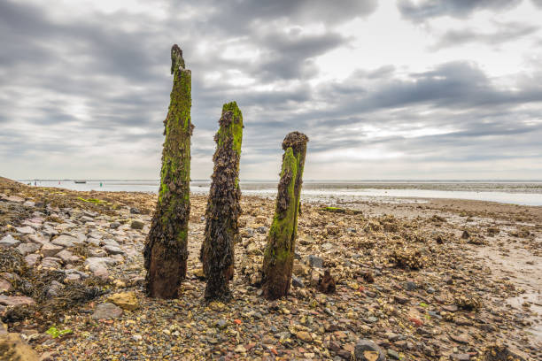 Backlit shot of three rotten wooden poles covered with seaweed and algae. The photo was taken at low tide in the old harbor on the Oosterschelde in the Dutch fishing village of Yerseke in Zeeland.