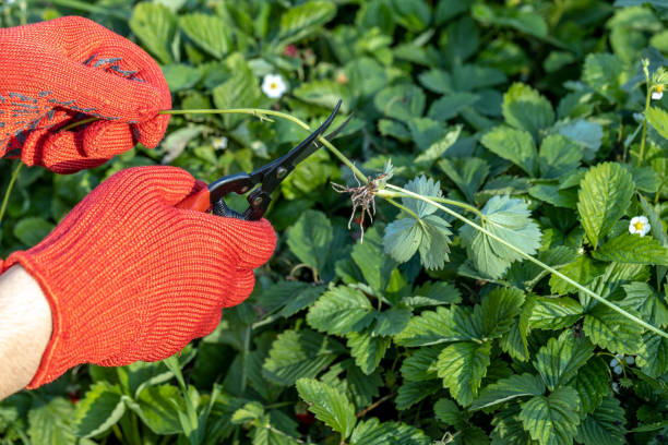 istock a gardener cuts a young strawberry mustache with a pruner 1410342866