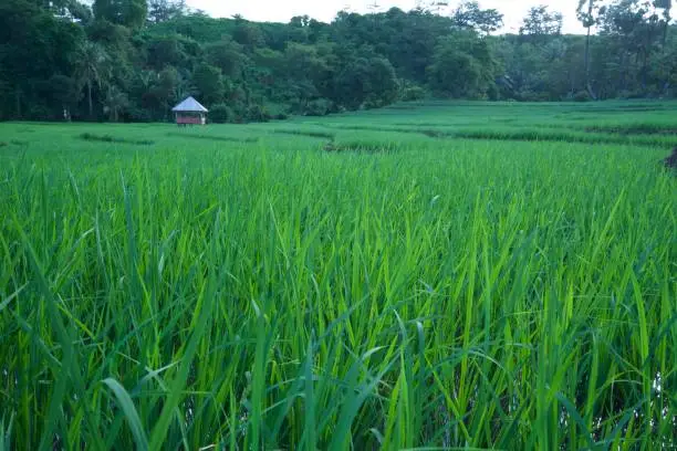 Rice-field, rice is staple food in Indonesia and other country nearby in southeast Asia. Farmer plant rice in 2-3 times a year.