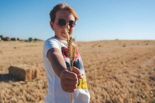 Happy boy holding ears of wheat in a mown wheat field in summer. Food crisis, next generation, nutrition, healthy, sustainable, industrial food production concept.