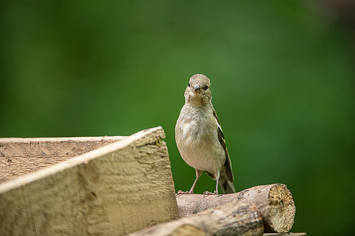 chaffinch in woods