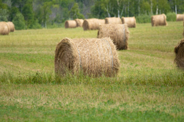 istock Hay bales in field after harvest 1410346502