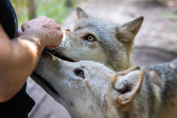 istock CLose up wolf dog feeding treats from hand 1410347032