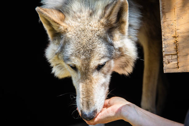 istock CLose up wolf dog feeding treats from hand 1410347042