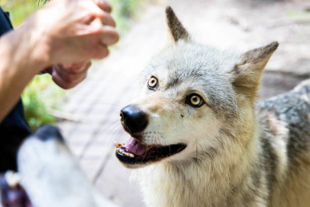 istock CLose up wolf dog feeding treats from hand 1410347047