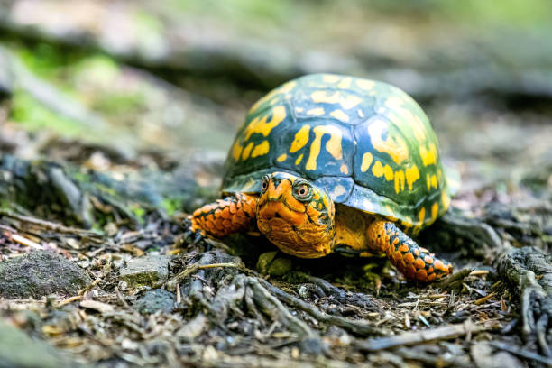 istock Eastern box turtle close up portrait in the woods 1410347052
