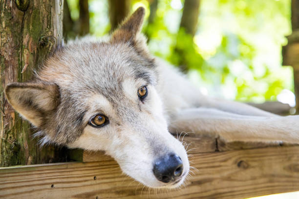 istock Single white wolf dog laying close up portrait 1410347071