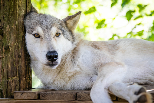 Single white wolf dog laying close up portrait in summer