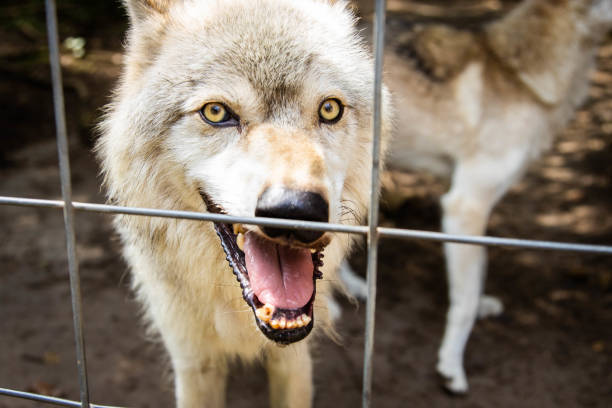 istock Angry guard dog looking from the cage barking 1410347083
