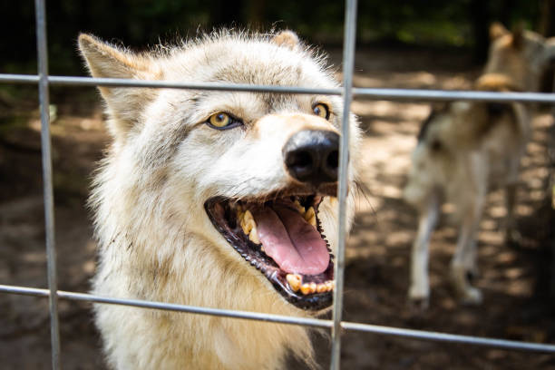 istock Angry guard dog looking from the cage barking 1410347085