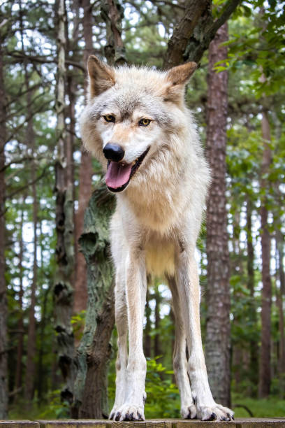 istock Single wolf portrait close up full size 1410347097