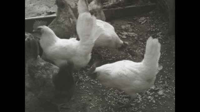 Italy 1963, Hens on the ground