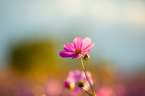Close up of a pink flower with a blurred background.