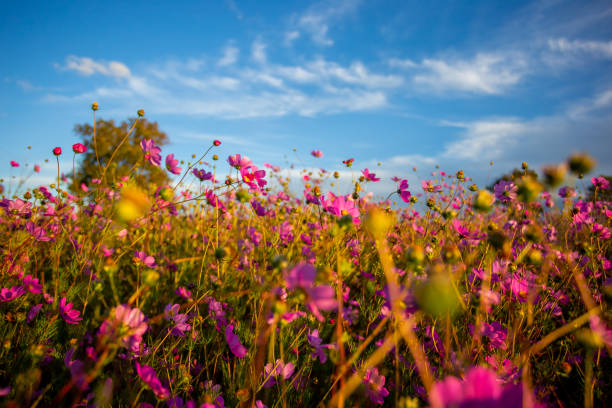 Close-Up Of Pink Cosmos Flowers