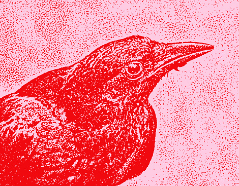Close up Stipple Illustration of Crow head, eye and beak