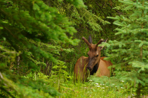 istock Young male elk resting in the woods 1410349723