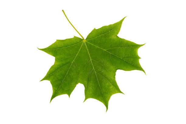 nahaufnahme des grünen ahornblattes isoliert auf weißem hintergrund - maple leaf maple leaf green stock-fotos und bilder