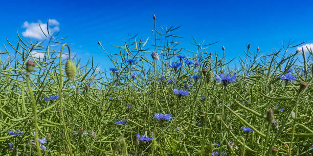 istock Flowering plants in summer 1410352436