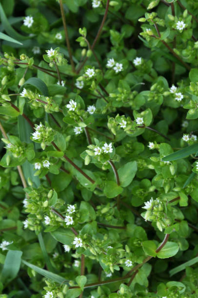 istock In the spring, Stellaria media grows in nature 1410352539