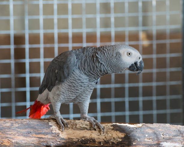 istock beautiful portrait of a gray parrot 1410352614